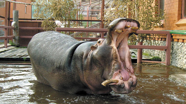 В калининградском зоопарке охрана бегемотиху поймала