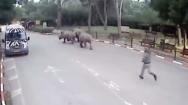 В Израиле из зоопарка сбежали три носорога, пока охранник спал