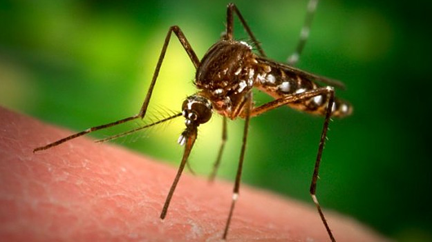 О комарах, фумигаторах и открытой системе безопасности