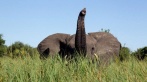Местные жители уже устали бороться с дикими слонами