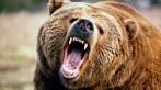 В Китае охранникам школы пришлось спасать детей от русского медведя