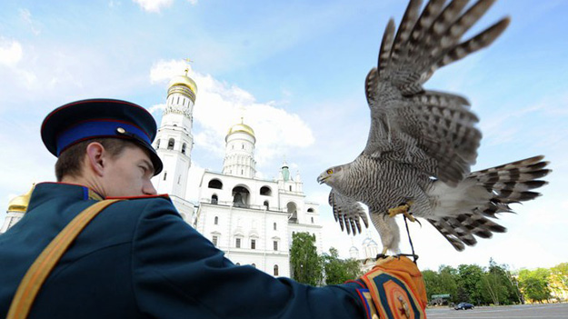 Последние четыре с лишним десятка лет с воронами активно борется орнитологическая служба Кремля